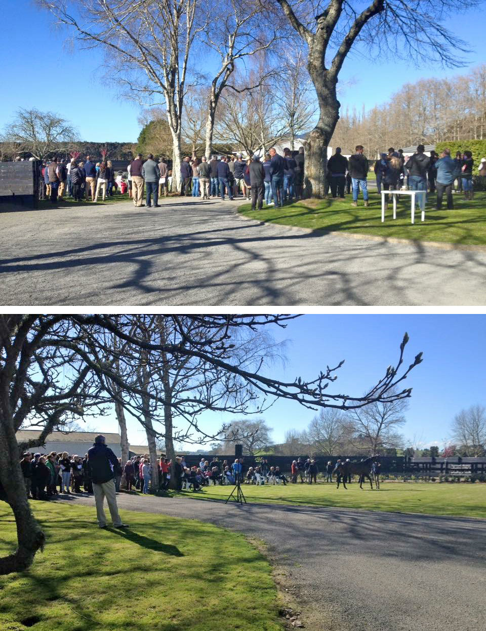 Novara Park stallions impress large crowd