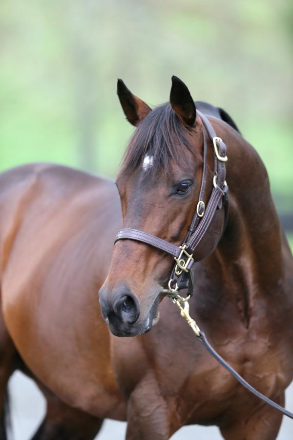 Jakkalberry leading first season sire at New Zealand Bloodstock Premier Yearling sale
