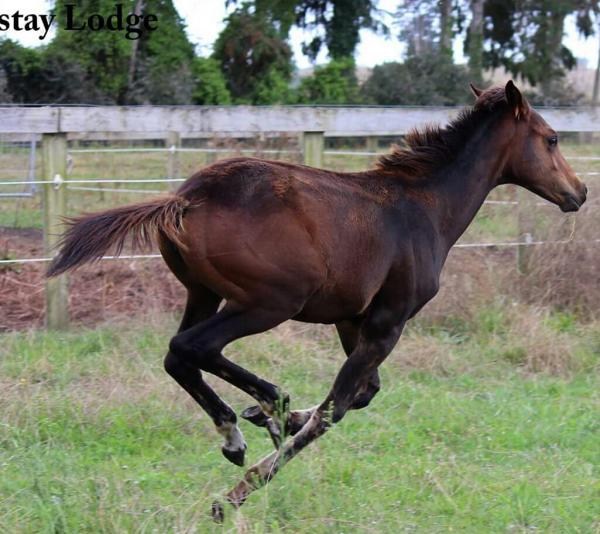 Prepotency - the athlete breeding athletes!