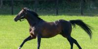 Group One for Deep Impact in Australia