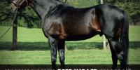 Deep Impact - Dominant