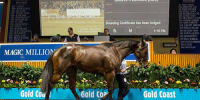 Lonhro mares tops broodmare sale at AUS$1,900,000