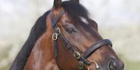 Weekend Trifecta double to Deep Impact !