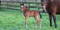 Sweynesse X Angel Eyes colt