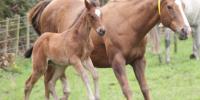 Another stunning Jakkalberry foal!!!!