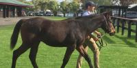 Jakkalberry weanlings create great impression