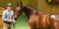 New boy Jakkalberry makes a big hit at Karaka