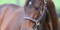 Jakkalberry leading first season sire at New Zealand Bloodstock Premier Yearling sale
