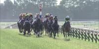 Deep Impact one and two in Japanese Oaks