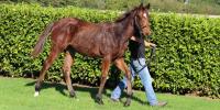 Sweynesse set to star