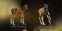 Big weekend for Sire of Staphanos