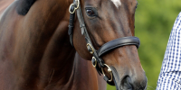 168 SW for Sire of Staphanos