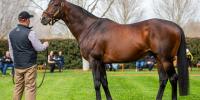 Real Impact’s first winner is out of a full sister to the dam of Staphanos!