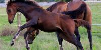 Prepotency - the athlete breeding athletes!