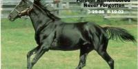The result that would Silence any horse breeder!