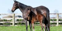 Sweynesse's first foal is a stunning colt