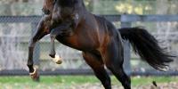 88 for Lonhro