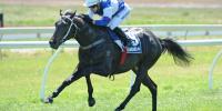 First son of Champion sire Savabeel to stud