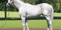 Leading broodmare sire Kurofune