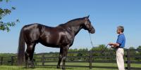 Sweynesse brings Lonhro power!