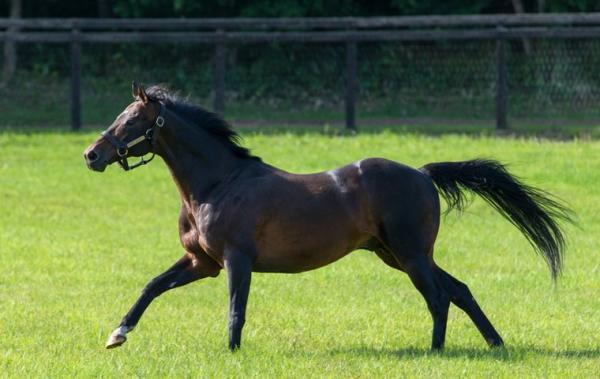 140 SW for Sire of Staphano