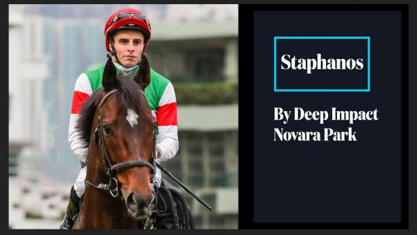 Sire of Staphanos -Deep Impact is dominant!