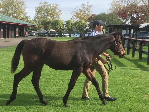 Jakkalberry weanlings create great impression