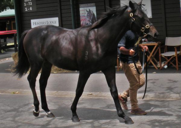 Jakka booms at New Zealand Bloodstock Select Sale