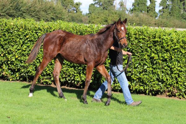 Sweynesse set to star