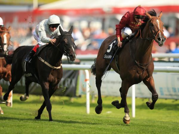 Jakkalberry the champion racehorse with the champion pedigree