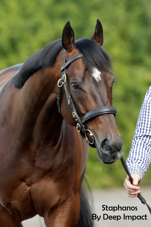 168 SW for Sire of Staphanos