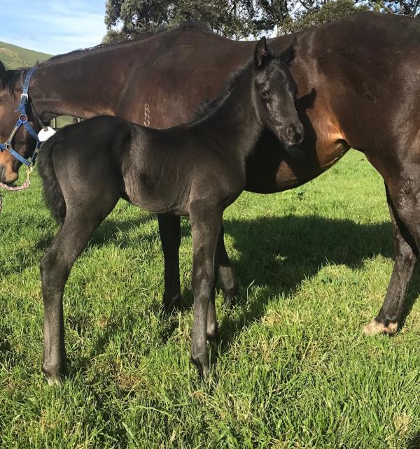 Sweynesse first foals impress