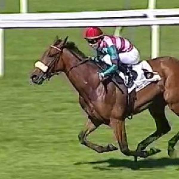 So Many Shots placed in Italian Oaks