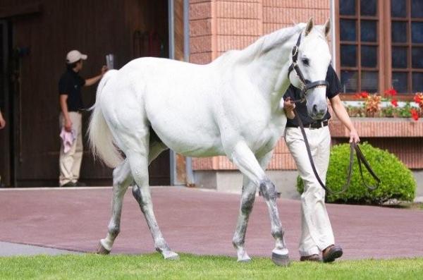 STAPHANOS - Pedigree with dominance