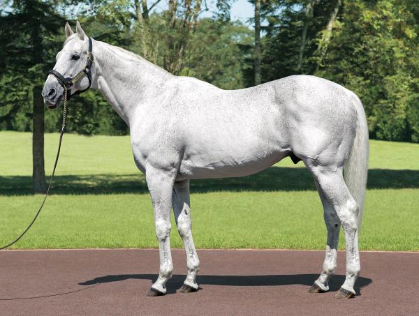 Leading broodmare sire Kurofune