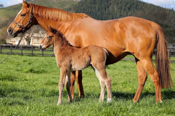 First King Of Comedy foal is full of quality