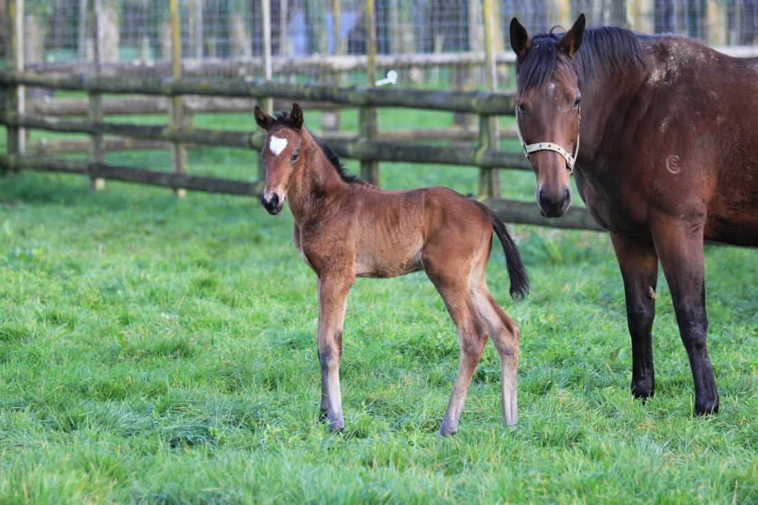 Sweynesse X Angel Eyes colt