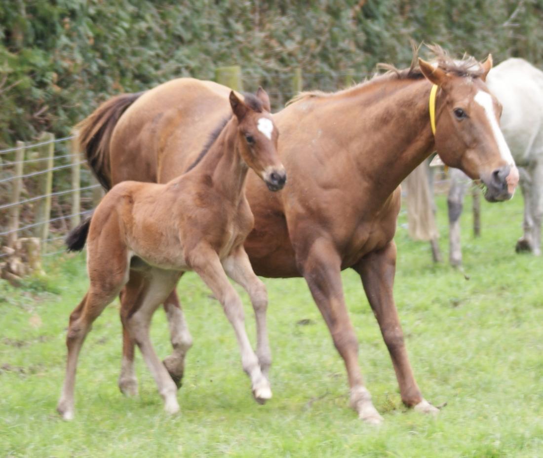 Another stunning Jakkalberry foal!!!!
