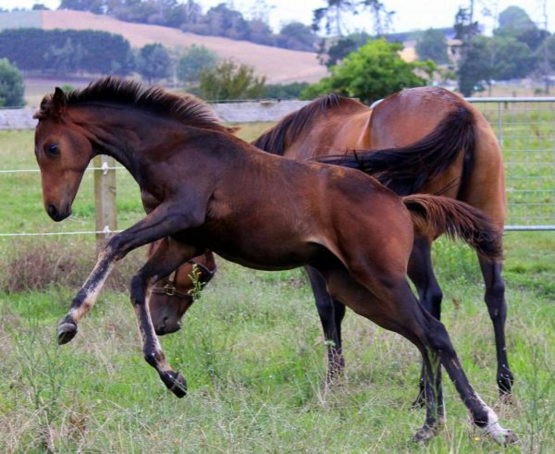Prepotency - the athlete breeding athletes!